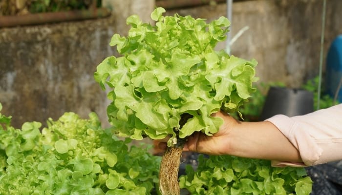 A gardener lifting a head of green oakleaf lettuce from an aquaponic system.