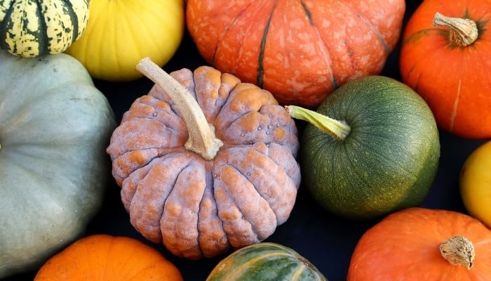 Best Places To Buy Heirloom Pumpkin Seeds + Sprouting Guide