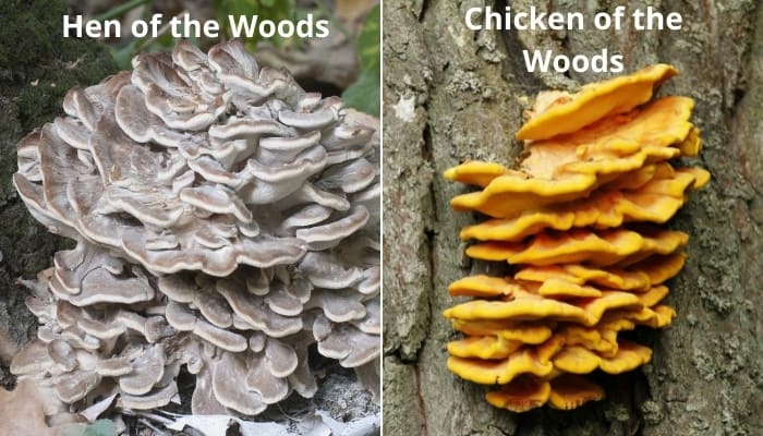 Image of hen of the woods mushroom on the left and a chicken of the woods mushroom on the right.