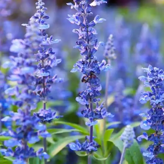 Hyssop Seed Packets & Bulk | Eden Brothers
