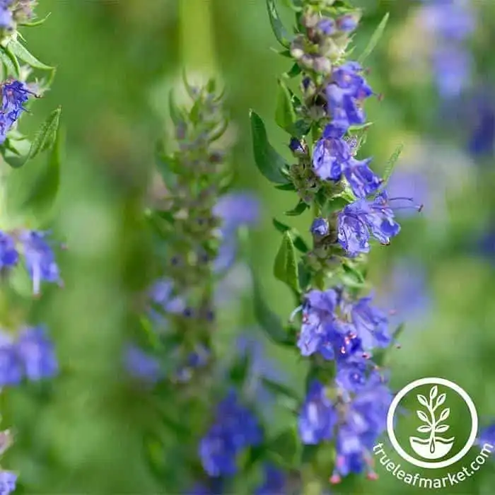 Hyssop Seeds | Non-GMO, Heirloom Garden Seeds - TrueLeafMarket
