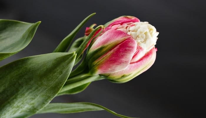 A single ice cream tulip not fully opened against a gray background.