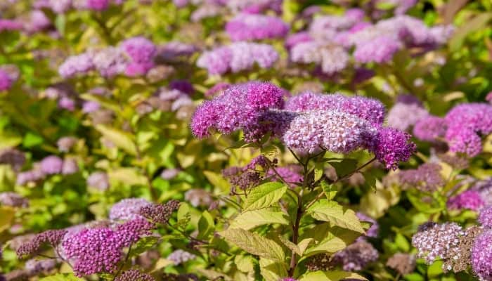 Light purple flowers of Japanese spirea (Spiraea japonica) blooming in the garden.