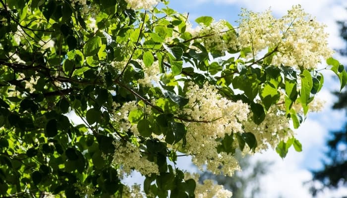 A close look at a blooming branch of the Japanese tree lilac.