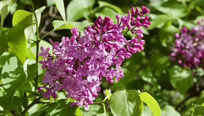 Close-up image of a Persian lilac bloom.