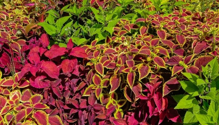 A variety of brightly colored coleus plants thriving in a garden.