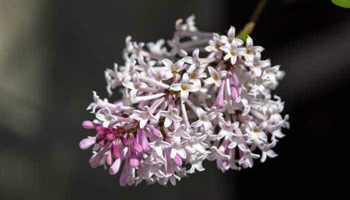 A single, very light purple bloom of a Miss Kim lilac bush.