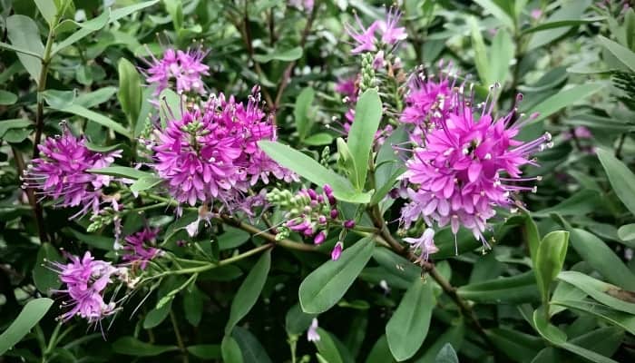 Dark pink blooms on a New Zealand hebe plant.