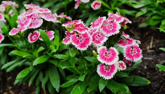 Healthy pink-and-white dianthus blooming in a garden.