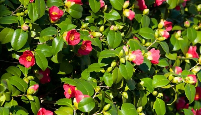 A Camellia japonica bursting with pink blooms.