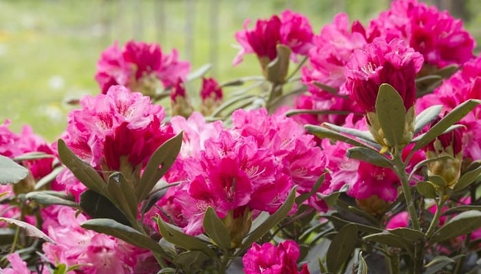 A large pink rhododendron in full bloom on a sunny day.