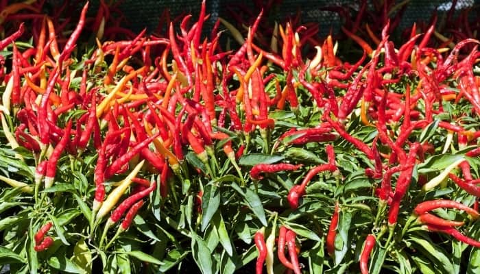 How To Get Chili Plants To Flower & Produce Fruit: 9 Tips