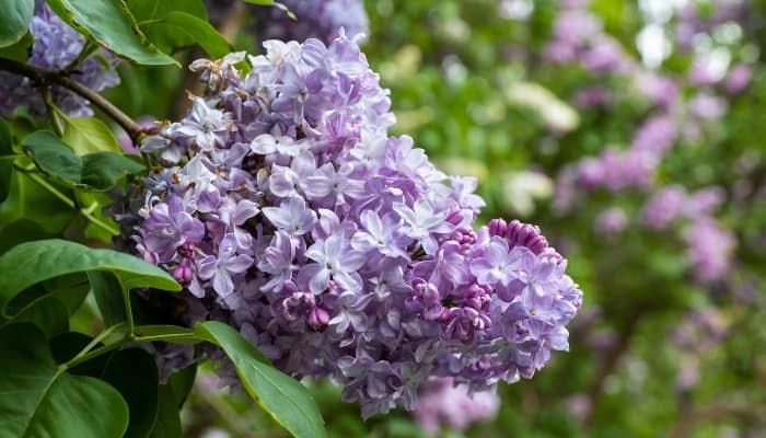 A single bloom on a President Lincoln lilac bush.