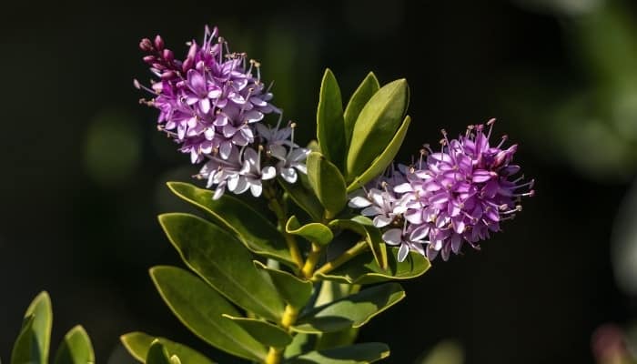 Two purple blooms at the top of a hebe 'Hanne' plant.
