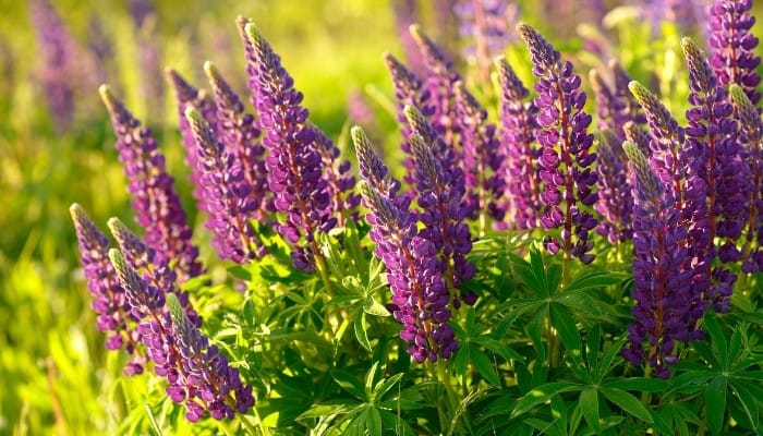 Purple lupines in full bloom in a sunny field.