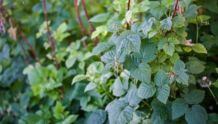 A row of raspberry plants in the garden after fruiting.