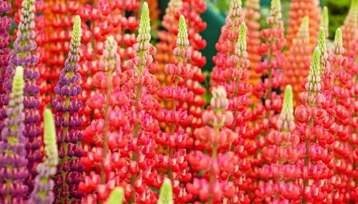 A close-up shot of red, orange, and purple lupins.