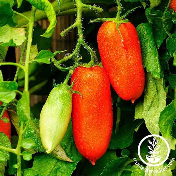 San Marzano Tomato Seeds - Non-GMO, Heirloom (Determinate)