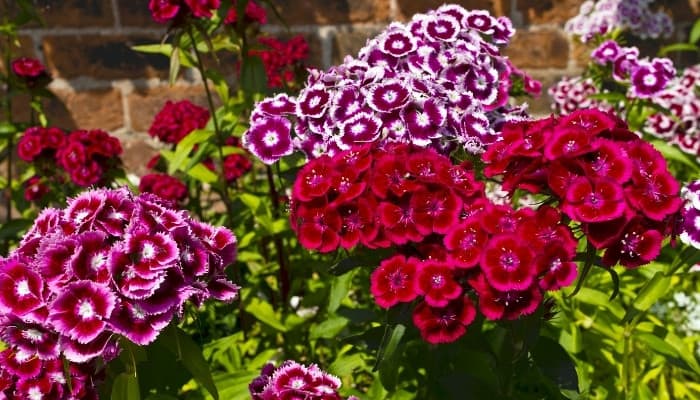 A variety of brightly colored Sweet William dianthus blooms in front of a brick wall.