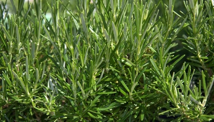 Close view of the tender, new growth of rosemary leaves.