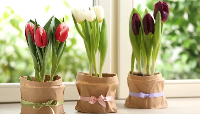 Three colorful tulip plants growing indoors in pots covered with cute bags and bows on a sunny windowsill.