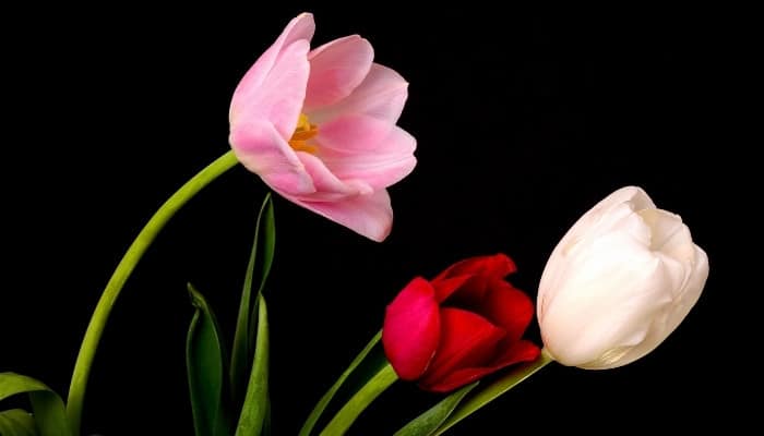 Three cut tulips, one pink, one red, and one white, against a black background.