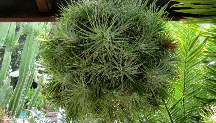 Large ball of Tillandsia bergeri.