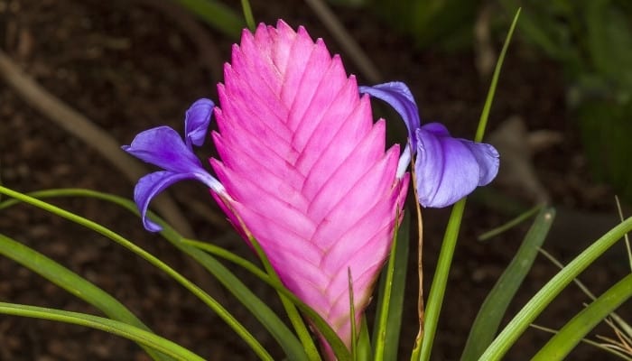 A close-up look at a blooming Tillandsia cyanea.