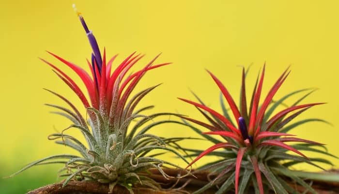 Two Tillandsia ionantha plants against a yellow background.