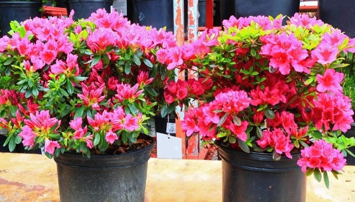 Two pink azaleas in plastic pots ready to be planted.