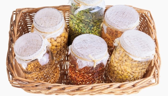 Six jars with various sprouting seeds sitting in a wicker basket.