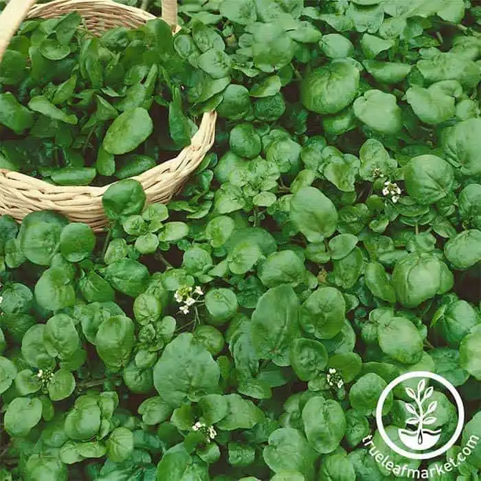Non-GMO Watercress Seeds | TrueLeafMarket