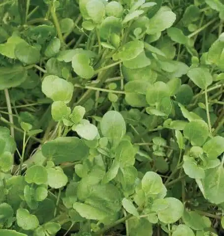 Watercress Seeds from West Coast Seeds