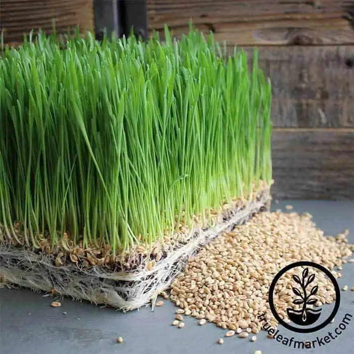 Wheatgrass Seeds | TrueLeafMarket