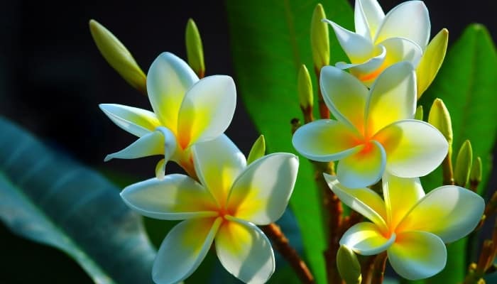 White-and-yellow flowers of the frangipani, or plumeria, plant.