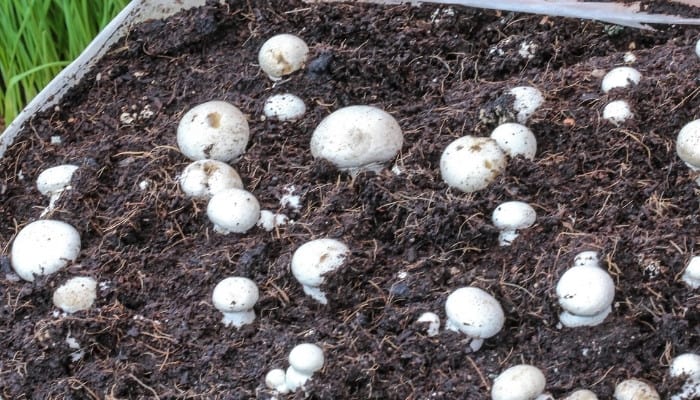 White button mushrooms growing in a large bag of mushroom substrate.