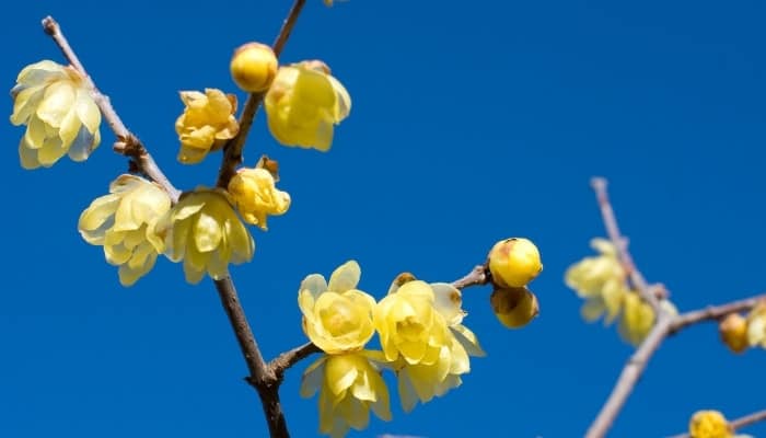 Bright yellow flowers of the wintersweet tree against a clear blue sky.