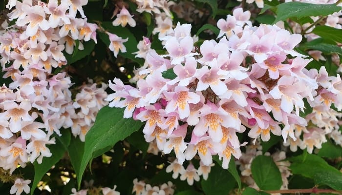 A pink beautybush (Kolkwitzia amabilis) bursting into bloom.