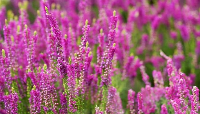 The light-purple blooms of the heather plant.