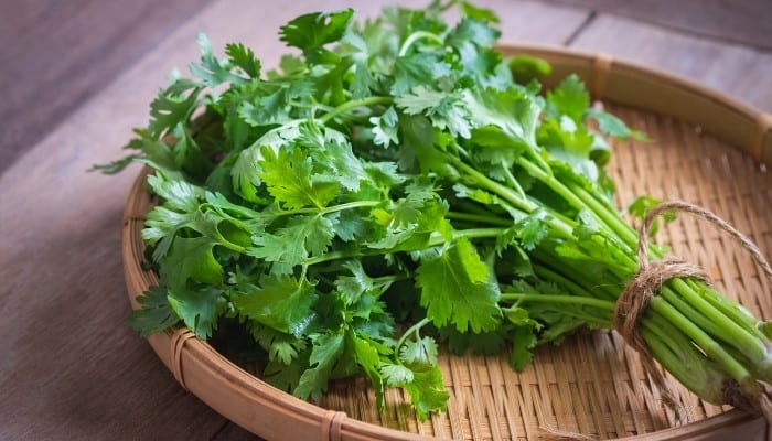 How To Harvest Cilantro Again and Again [Full Guide]