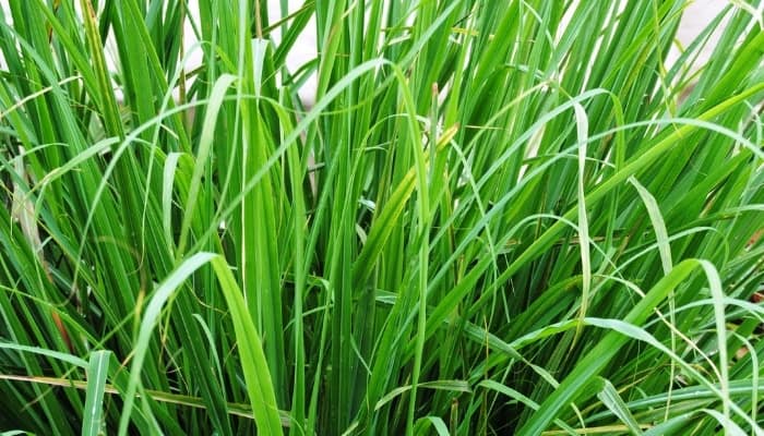 A close look at the foliage of a healthy lemongrass plant.