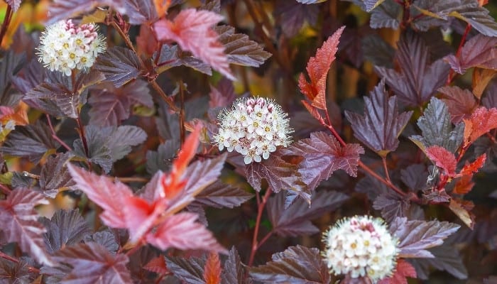 The purplish foliage and blooms of common ninebark.