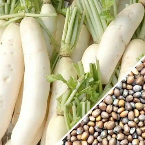 Japanese Daikon / Minowase Radish Seeds – SeedsNow
