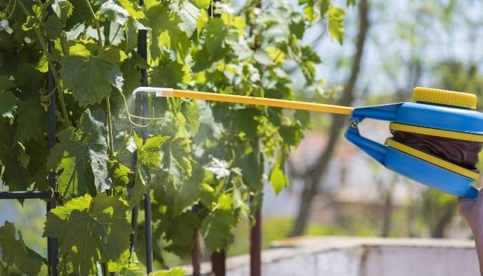 A handheld duster being used to apply sulfur to leaves of plants.