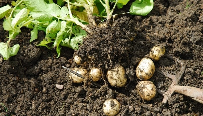 A garden fork lifting white potatoes out of the ground.