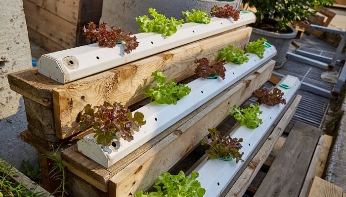 A multi-level hydroponic lettuce setup in a backyard garden.