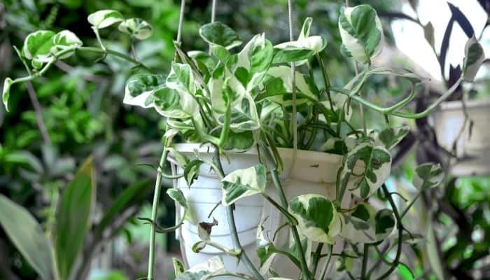 A healthy hoya plant in a white hanging basket.