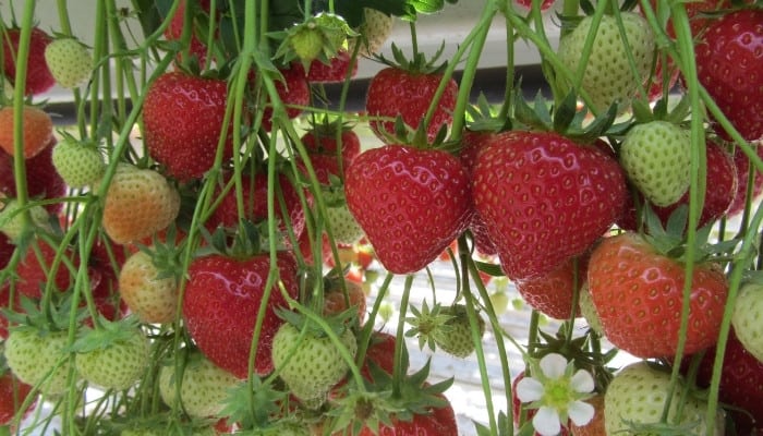 Hydroponically grown strawberries hanging from growing trays in various stages of ripening.