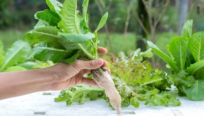 A lady lifting a hydroponic lettuce plant from the grow tray to inspect the roots.