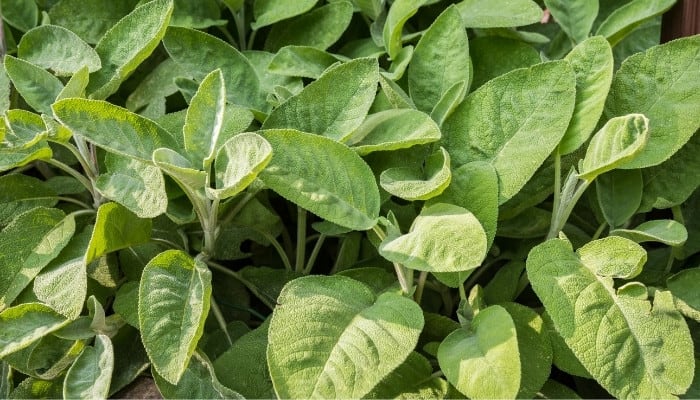 Large, healthy garden sage plants growing in a home garden.